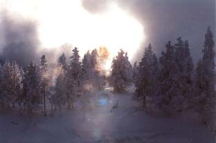 Vom Geysirdampf verzauberte B&auml;ume 