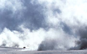 Ein B&uuml;ffel zieht durch das Lower Geysir Basin ...