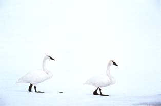 Wei&szlig; in Wei&szlig;: Trompeterschw&auml;ne (Cygnus bussin&aacute;tor)