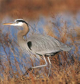 Kanadareiher (Ardea herodias) 
