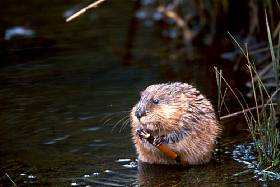 Muskrat : Bisamratte