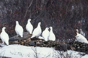Moorschneehuhn : Willow Grouse 