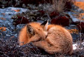 Sichernder Rotfuchs : Redfox : Vulpes vulpes)